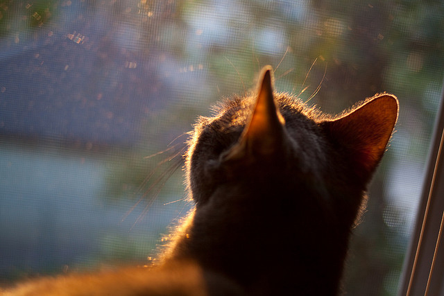 开云官网-跨界体育史诗，山西队篮球巅峰胜篮网，锡安奇幻英超争冠接管