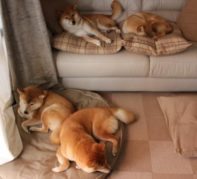 冰冷审判下的华丽演出，澳大利亚逆袭阿根廷，加克波于风暴中完成加冕