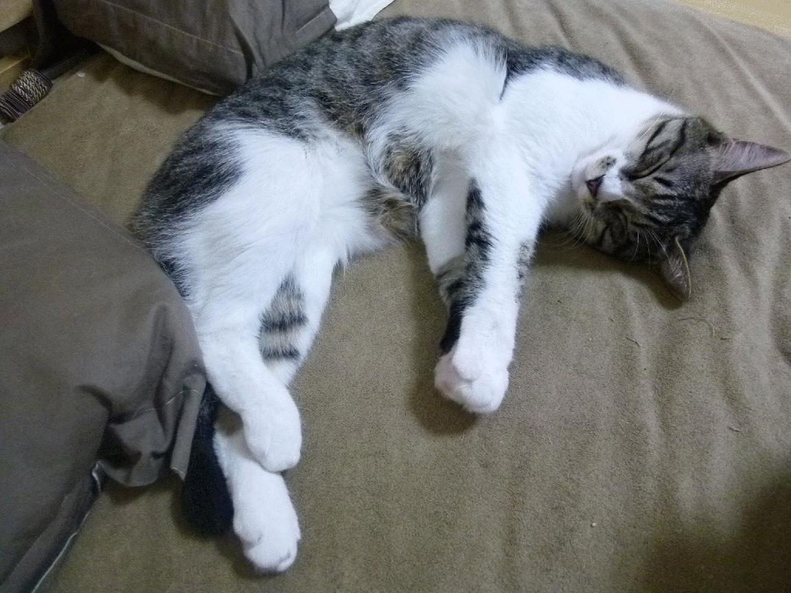 极速序章与绿茵变奏，F1新赛季揭幕战与佛罗伦萨击溃国际米兰的双重奏