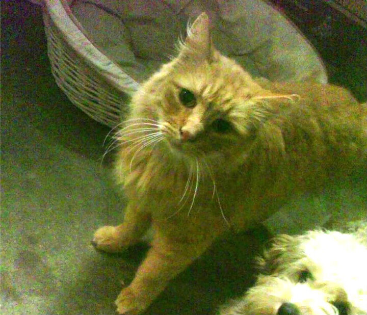 开云体育登录-海峡两岸，唯一宿命，雷恩生死战撕破苏格兰铁幕