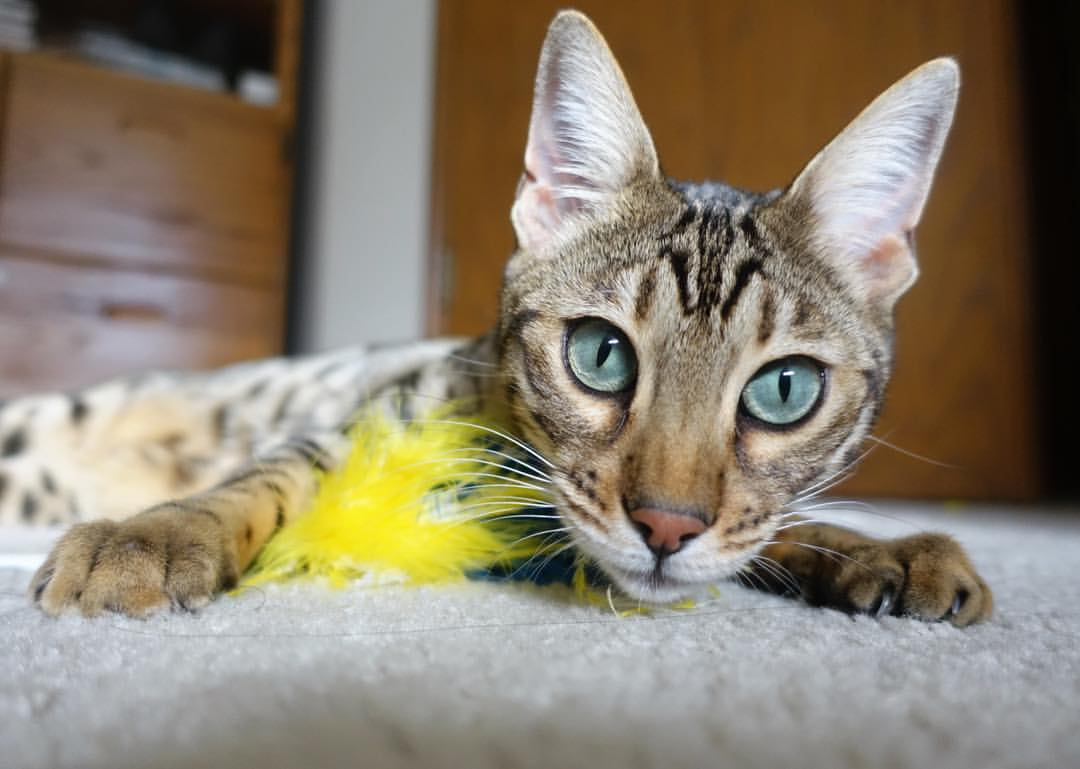 开云官网-体育的跨界共鸣，NBA总决赛焦点战与委内瑞拉生死战取胜塞维利亚的启示